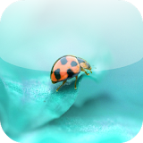 Beautiful Ladybug Wallpaper icon