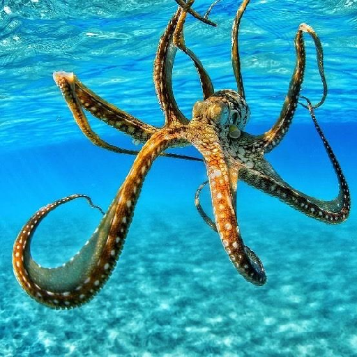 Octopus Wallpapers Offline Download on Windows