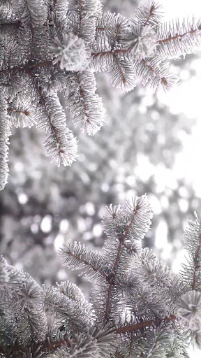 Android application winter forest wallpaper screenshort