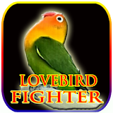 Masteran Lovebird Petarung icon