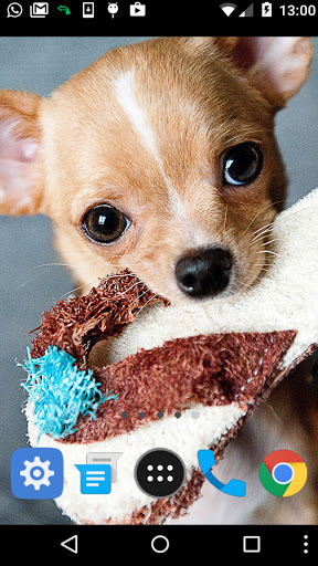 little dog wallpaper Screen 2