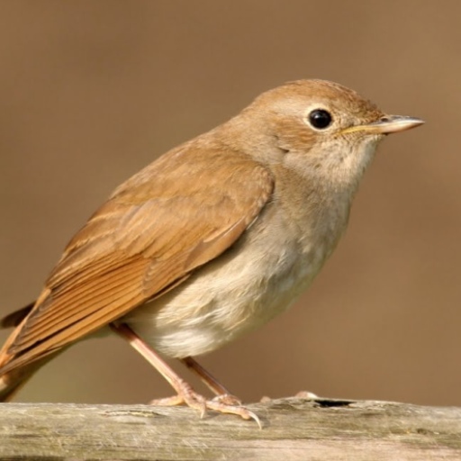 Nightingale Bird Songs logo