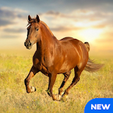 Horse Sounds and Ringtones icon
