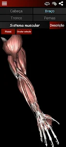 Sistema Muscular 3D Anatomia