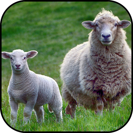 Sheep wallpapers Download on Windows