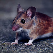 Mouse & Rat Sounds - Ringtone,Alarm & Notification