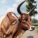 Zebu Cow Simulator 3D