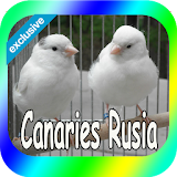 Best Canaries Rusia icon