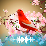 Cover Image of Download Canary sounds Ringtones  APK