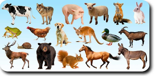 Teaching the sound of animals to children cover