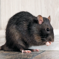 Мыши и крысы Звуки ~ Sboard.pro