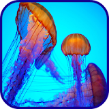 Jellyfish  Wallpaper icon