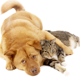 Cats and Dogs Wallpapers icon