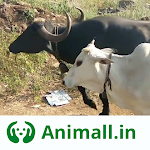 Cover Image of Baixar vaca buffalo wala animal fair - Animall app  APK