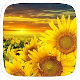 Sunflower Theme icon
