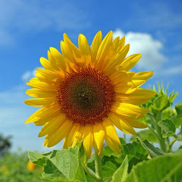 图标图片“Sunflower wallpapers”