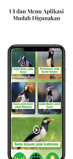 Masteran Kicau Jalak Suren Screen 2