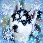 Cover Image of Download Husky Winter Live Wallpaper  APK