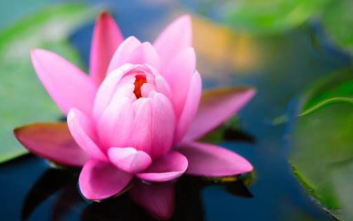 Water Lily Wallpaper HD Screen 3