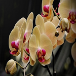 Cover Image of Download Lovely Orchid Flower  APK
