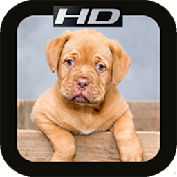 HD Dog Mobile Wallpapers: Download & Review