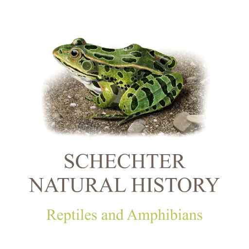 Reptiles & Amphibians of NA logo