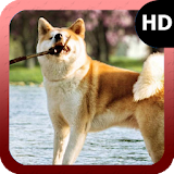 Akita Dog Wallpaper icon