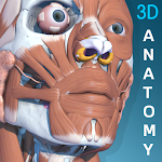 Cover Image of Baixar Anatomia Visual 3D - Humano 1.8 APK