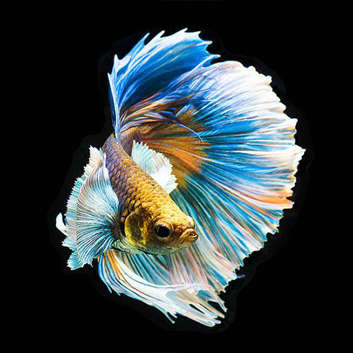 Betta Fish Wallpaper HD Install on Windows