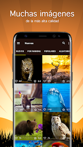 Fondos de pantalla animales 4K - Apps en Google Play