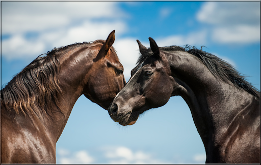 Horses Jigsaw Puzzles Screen 3
