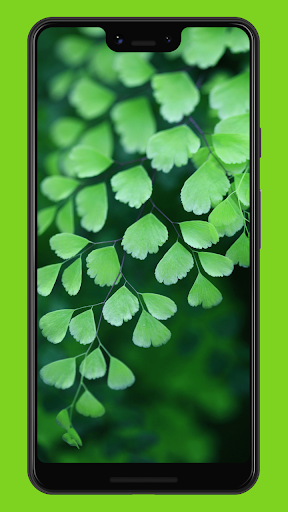 Android application Green Wallpapers & Backgrounds screenshort