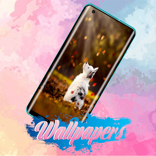 Puppy Wallpaper Images 2.1.0 APK + Mod (Free purchase) for Android
