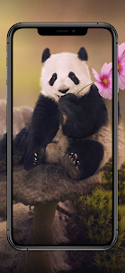 Cute Panda Wallpapers HD 4K