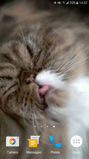 Cat Shake HD Live Wallpaper