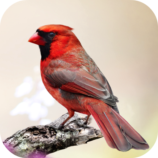Cardinal Bird Sounds logo
