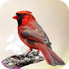 Cardinal Bird Sounds icon