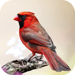 Cover Image of Download Cardinal Bird Sounds  APK