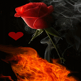 Rose In Fire LWP icon