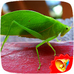 Cover Image of Tải xuống Cricket Sounds  APK