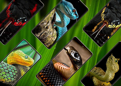 Snake Wallpaper Screen 3