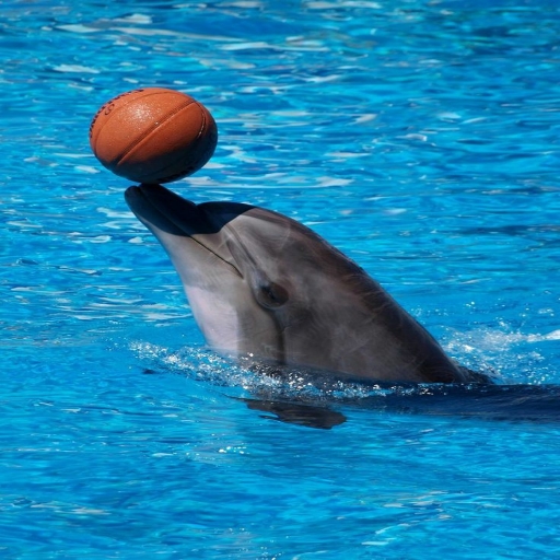 Dolphins wallpapers 4k Download on Windows