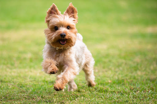 Yorkshire Terrier Dog Wallpaper HD