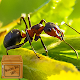ants wallpaper Download on Windows