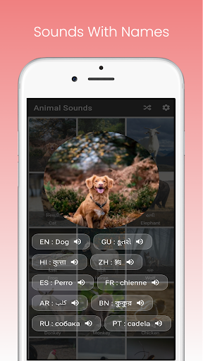Animal Sounds App - With Birds