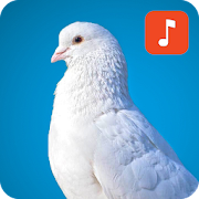 Pigeon Bird Sounds