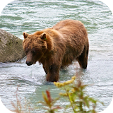 Bear 4K Video Live Wallpaper icon