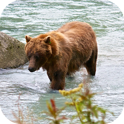 Gambar ikon Bear 4K Video Live Wallpaper