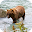 Bear 4K Video Live Wallpaper Download on Windows