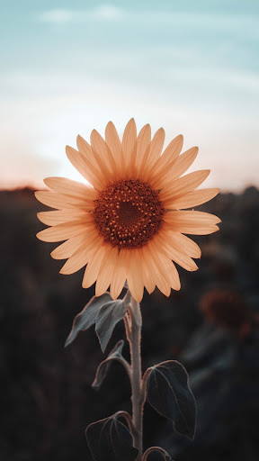 Android application Sunflower Wallpapers screenshort